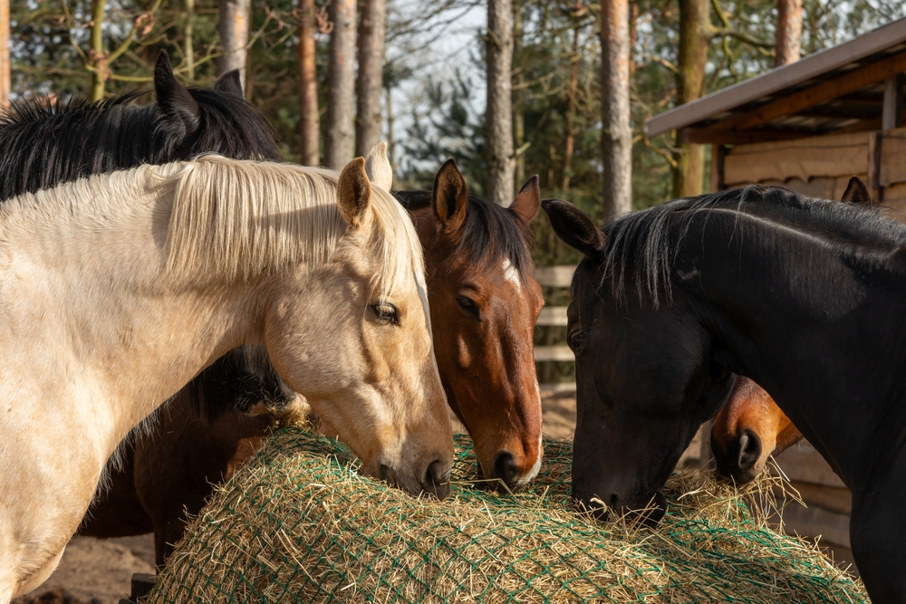 Close,up,view,of,a,herd,of,horses,eats,hay