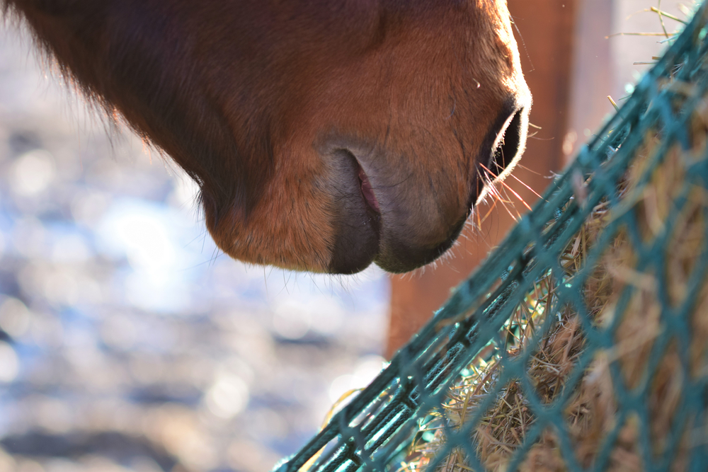 Equine Grooming Supplies