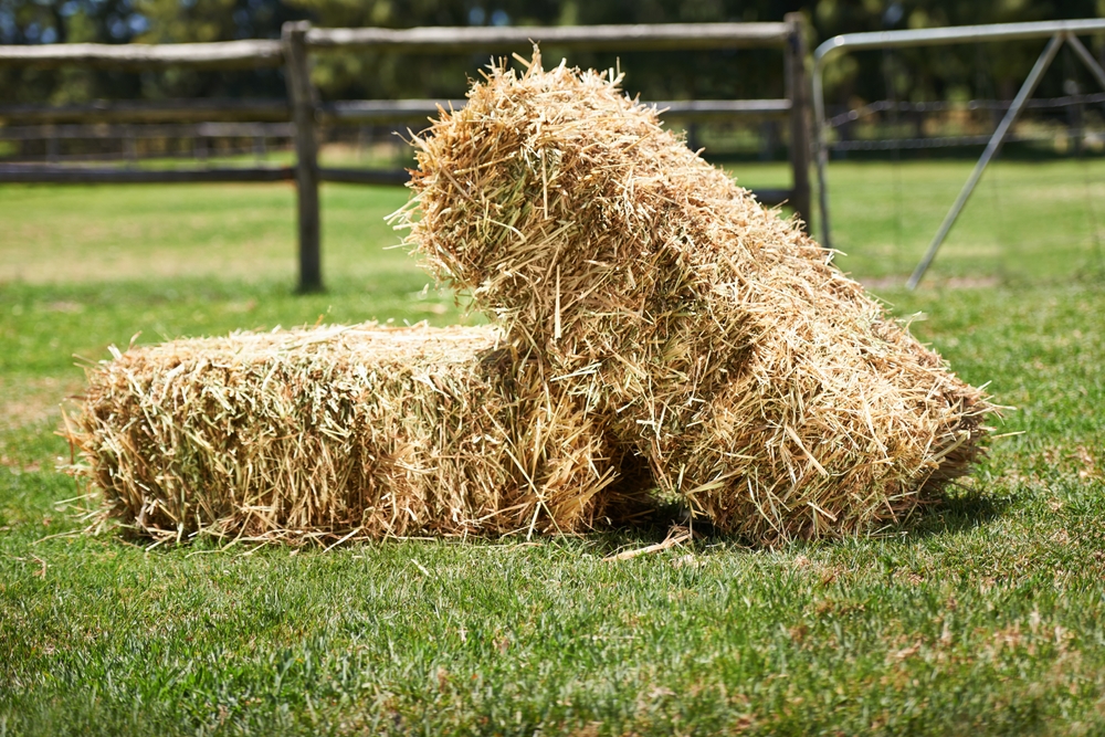 Hay,,field,and,horse,paddock,for,natural,,wheat,and,sustainable